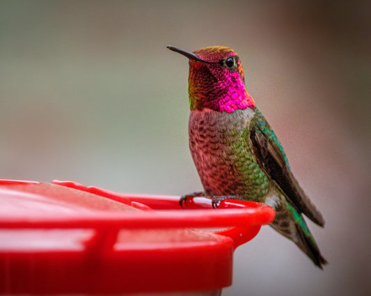 Anna's Hummingbird visiting a feeder