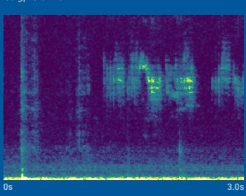 Spectrogram image of an Anna's Hummingbird