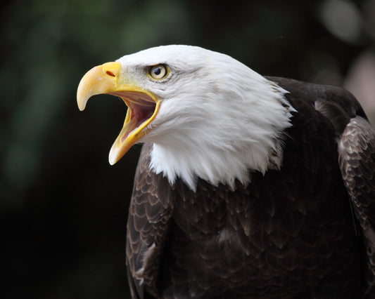 Bald Eagles