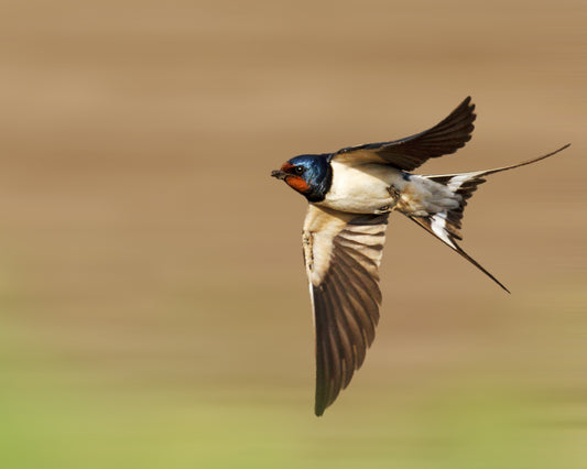 Barn Swallow image