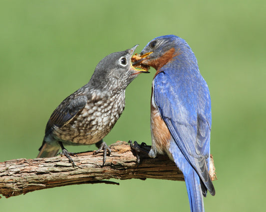 Male Bluebird parent feeding a fledgling