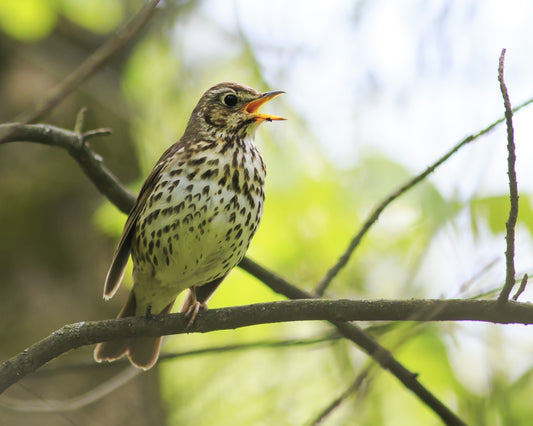 Little brown bird singing