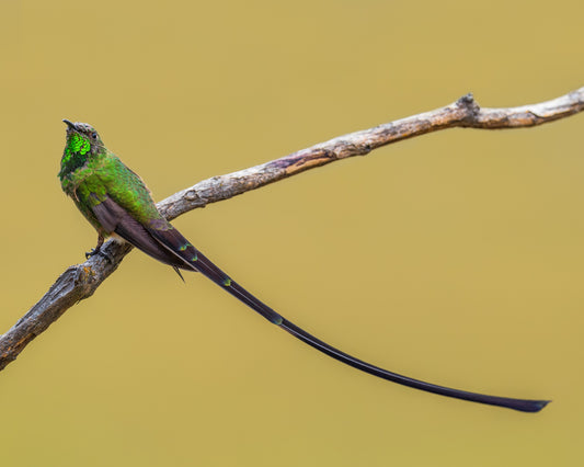 Black-tailed Trainbearer