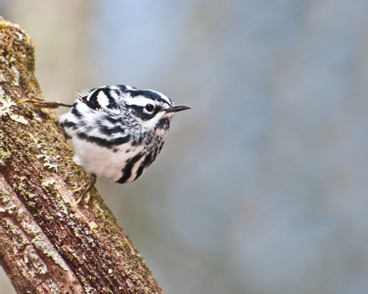 Black-and-white Warbler