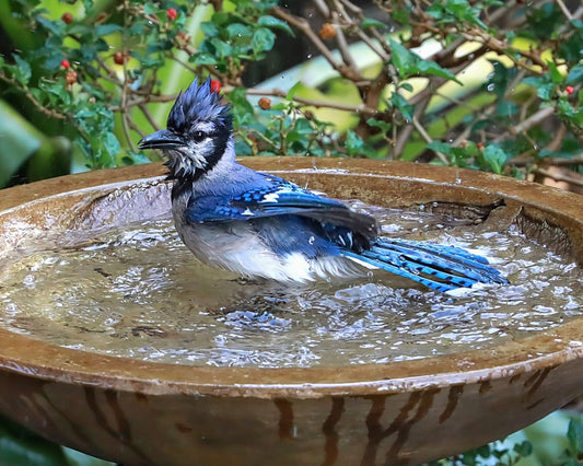 Wet Blue Jay in a birdbath