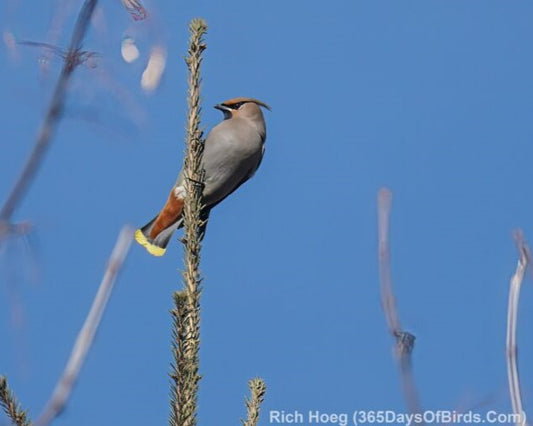 Lunch, Interrupted (by Waxwings)