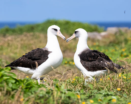 Photo of a Laysan Albatross pair