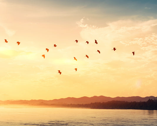 Migrating birds at sunset