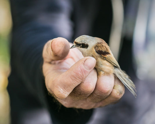 Ornithologist with bird in hand