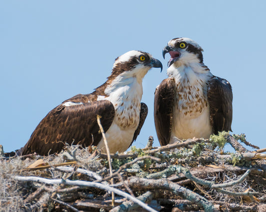 Osprey pair on nest