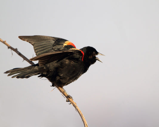 Red-winged Blackbird