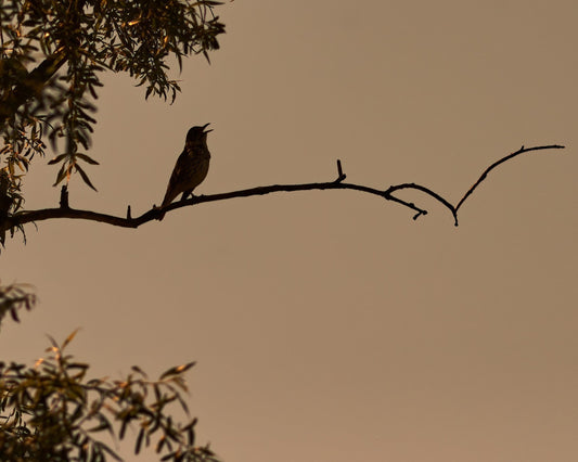 Understanding Bird Behavior