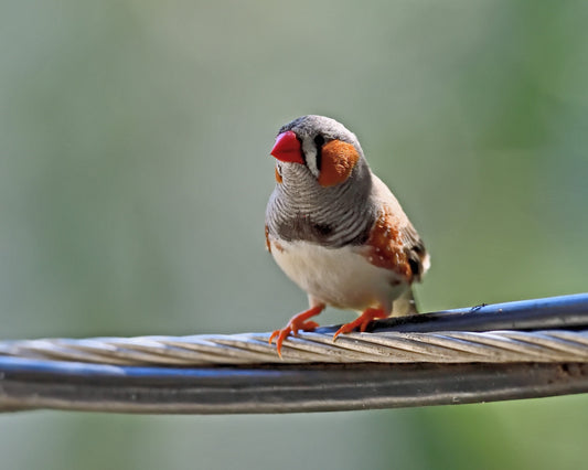 Photo of Zebra Finch