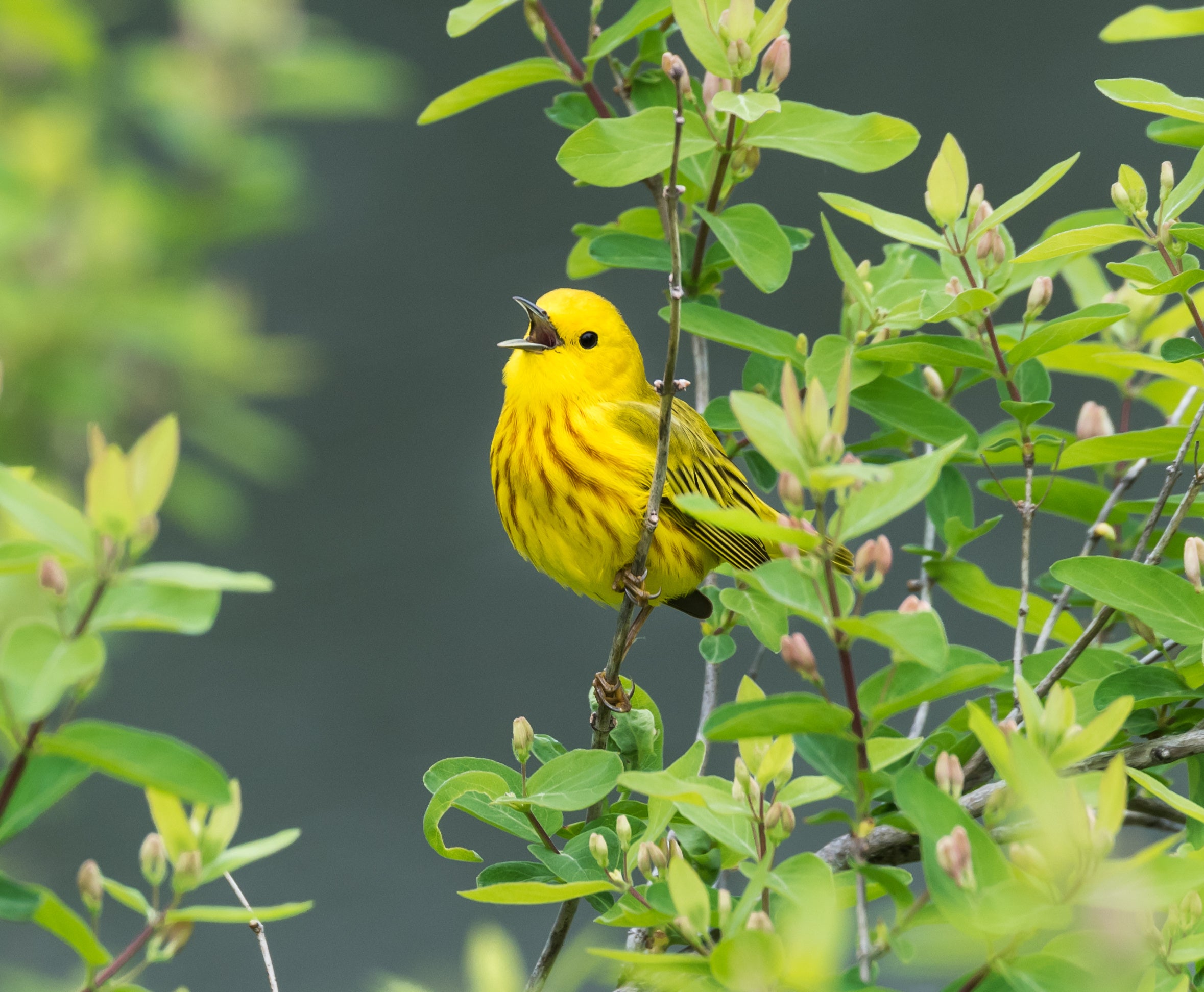 Singing Yellow Warbler