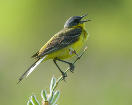 Wagtail image