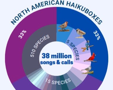 Infographic showing 38 million Haikubox bird identifications