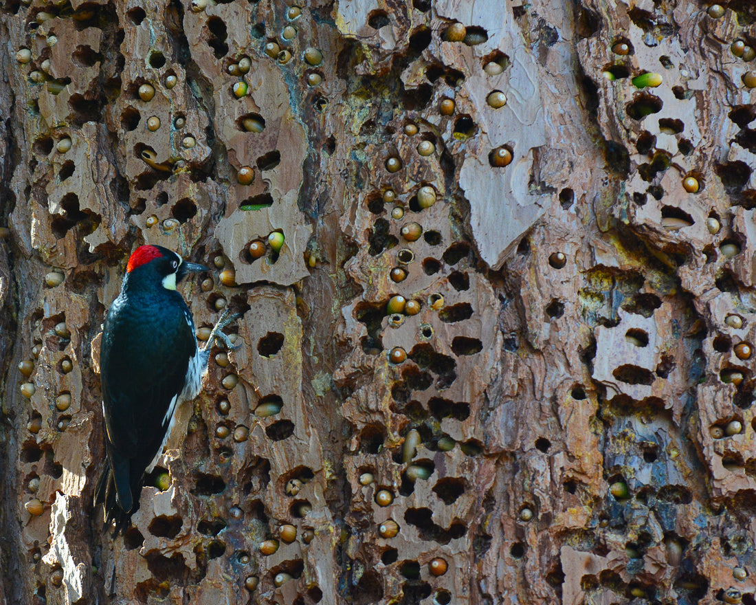 Acorn Woodpecker at its granary