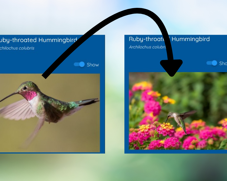 Upload your own image