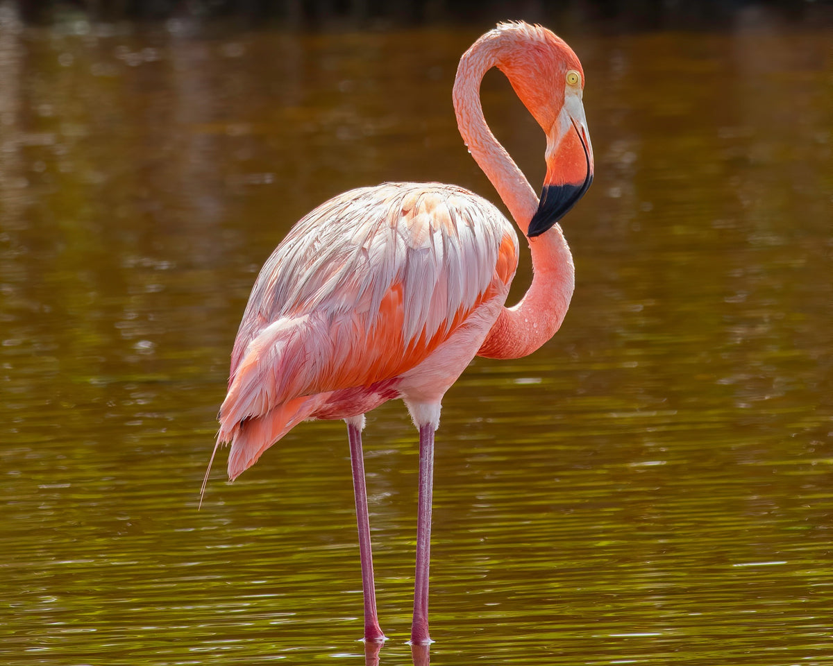 Photo of American Flamingo