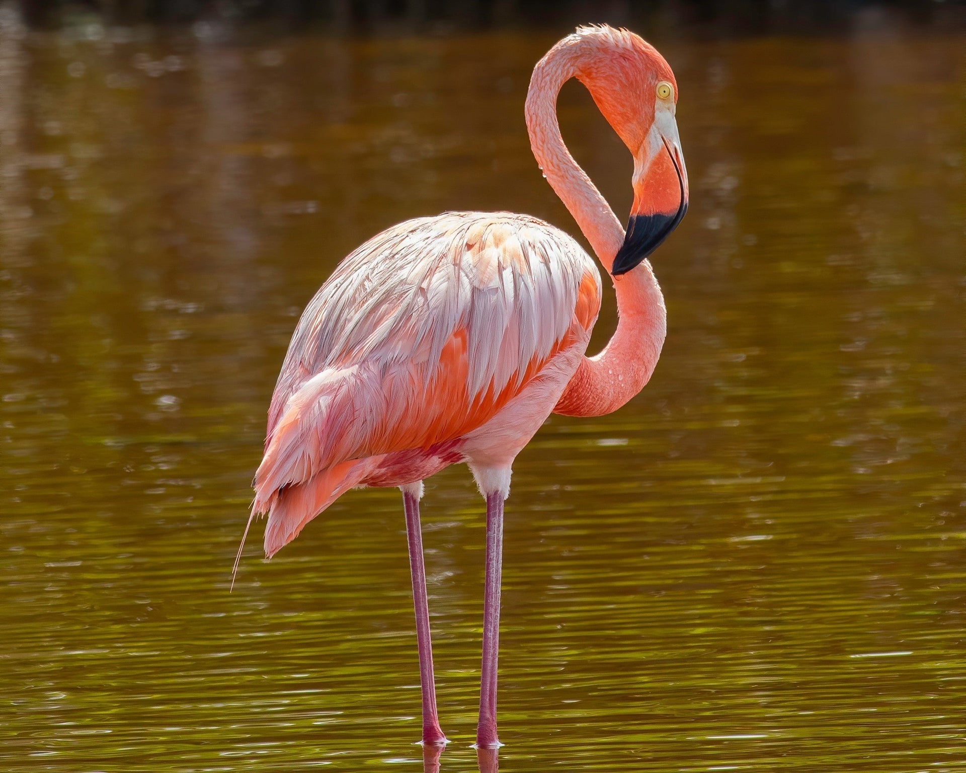 American Flamingo