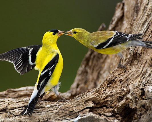 American Goldfinch couple