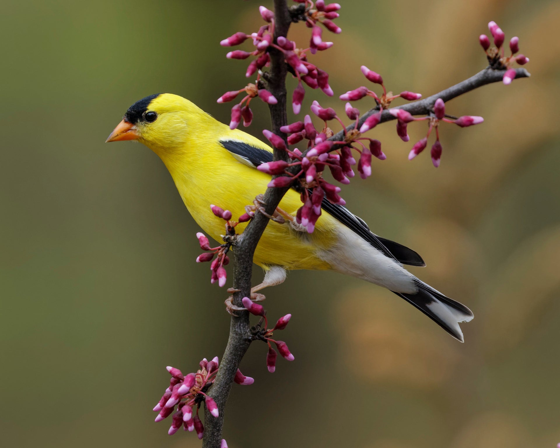 American Goldfinch in spring