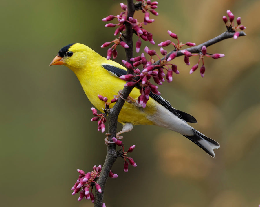 American Goldfinch in spring