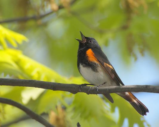 Singing American Redstart