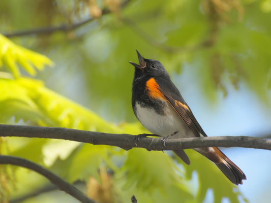 The Joy of Birdwatching: A Beginner's Guide