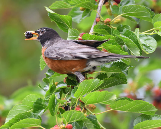 American Robin eating a berry