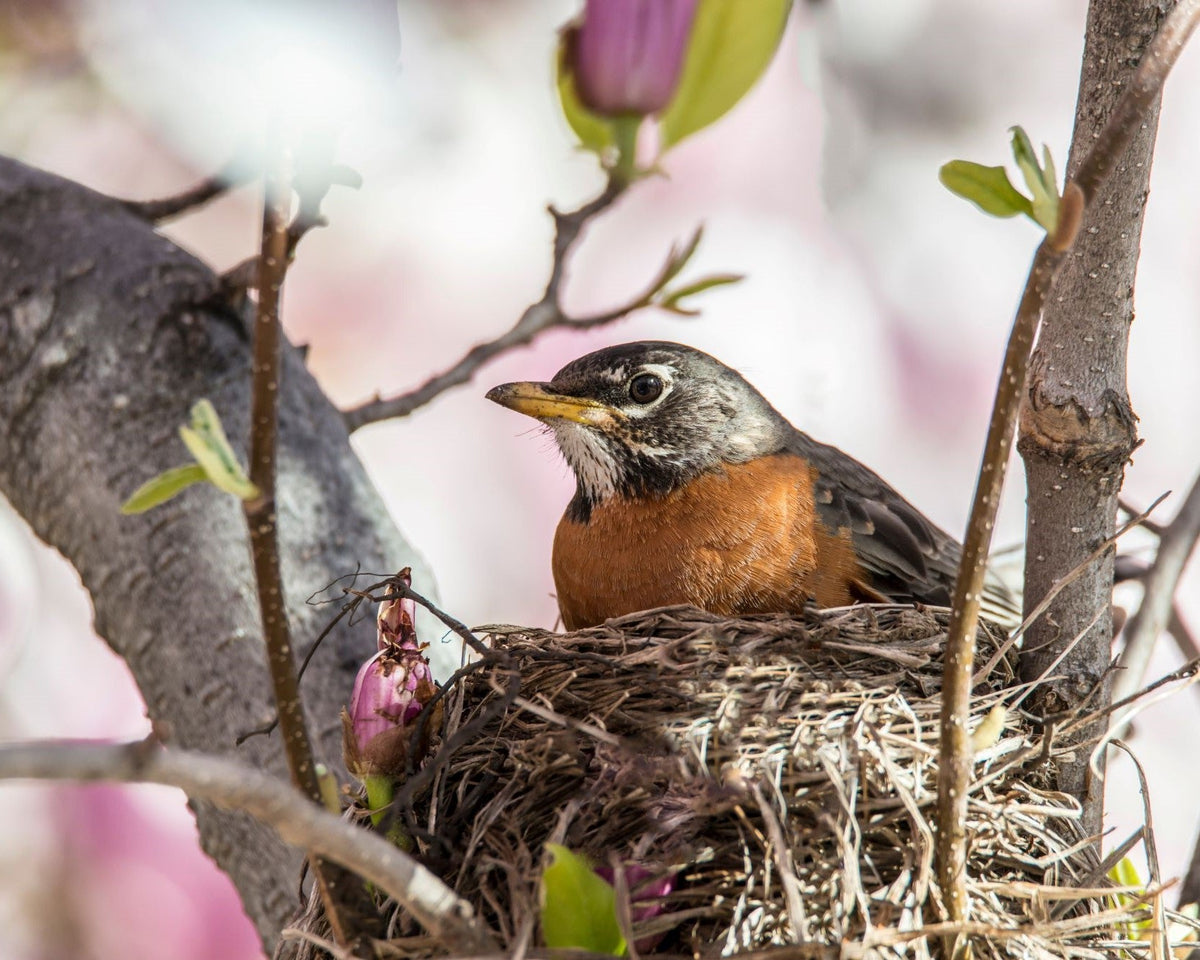 American Robin sitting on a nest