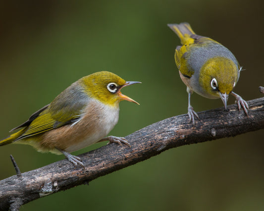 Birds vocally communicating