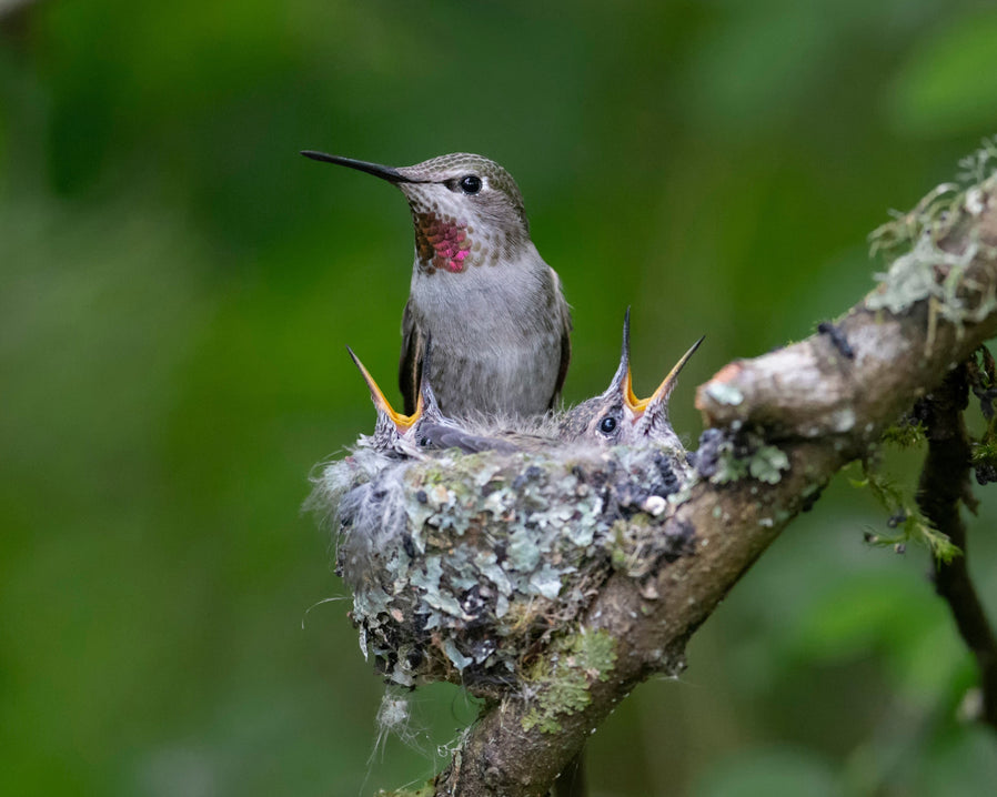 Anna's Hummingbird on nest with two open-mouthedchicks