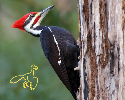 Pileated Woodpecker image