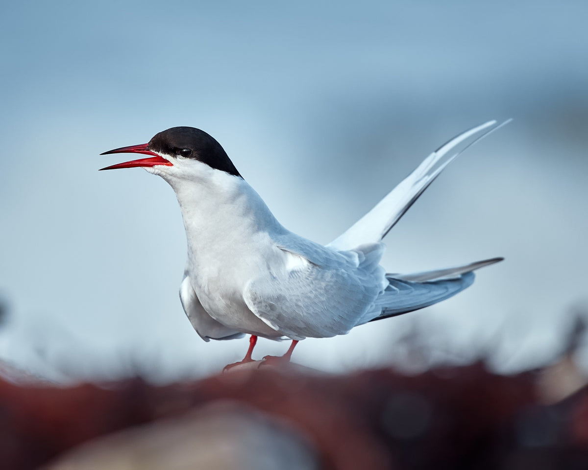 Arctic Tern