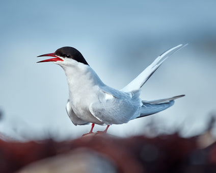 Arctic Tern