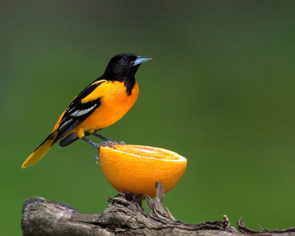 Baltimore Oriole