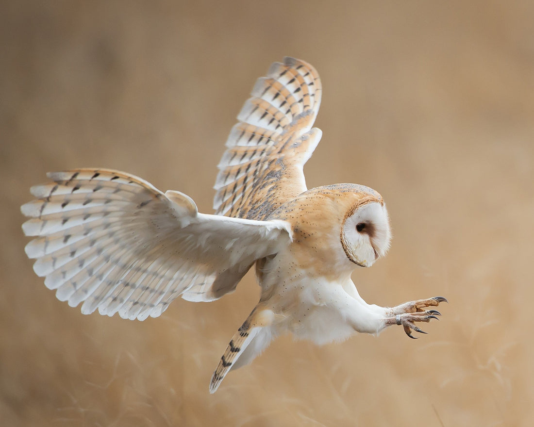 Barn Owl with talons extended to catch prey