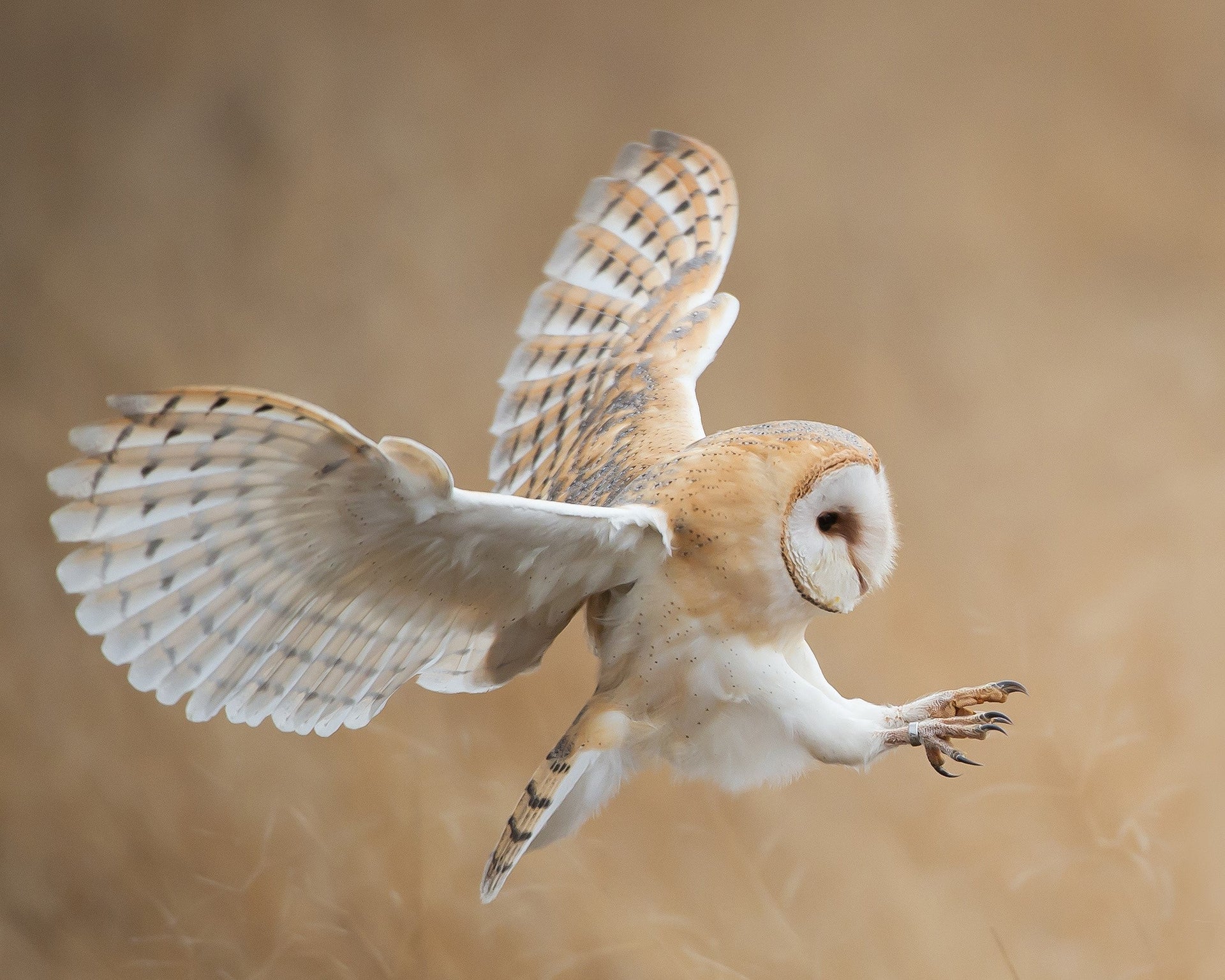Hunting Barn Owl
