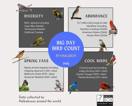 Infographic summary of Haikubox Big Day bird count