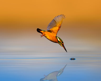 Kingfisher about to dive into the water
