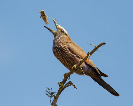 Bird eating grasshopper