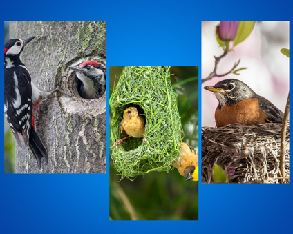 Bird Nest Types