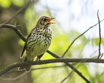 Little brown bird singing