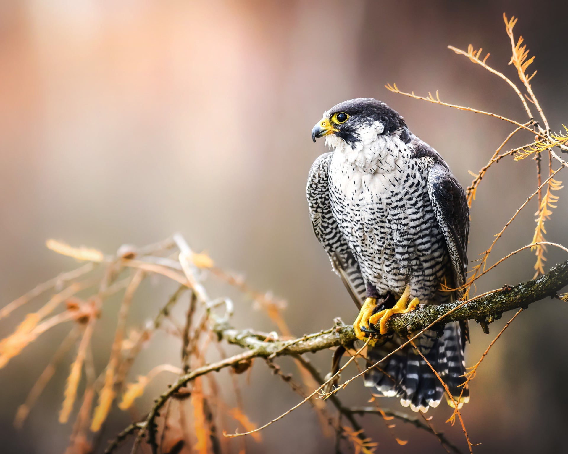 Image of a Peregrine Falcon