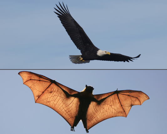Composite image of bird and bat flying