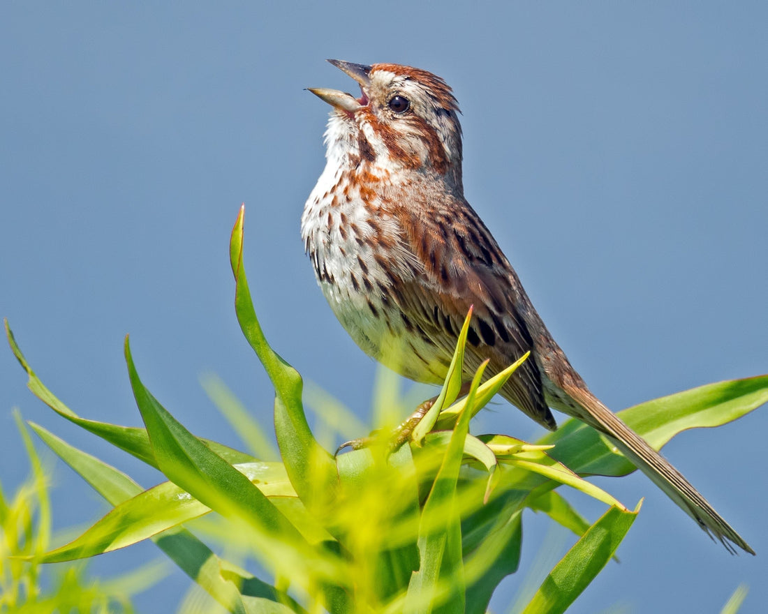 Singing Song Sparrow