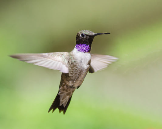 Black-chinned Hummingbird