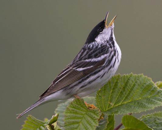 Blackpoll Warbler