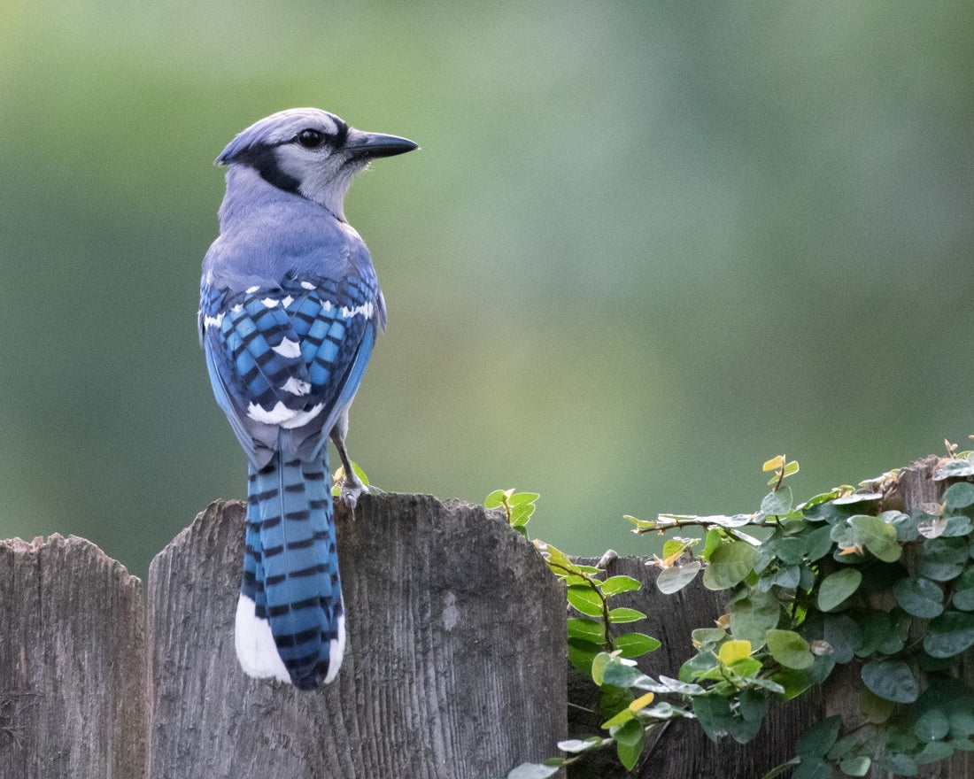 Blue Jay